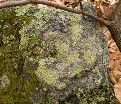 Biatora appalachensis