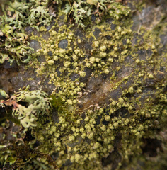 Biatora appalachensis