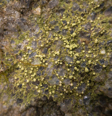 Biatora appalachensis