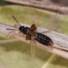 Oxytelinae