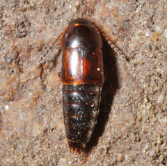 Tachyporinae