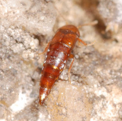 Tachyporinae