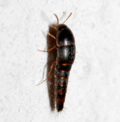 Sepedophilus