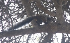 Sciurus stramineus