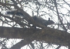 Sciurus stramineus