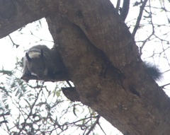 Sciurus stramineus