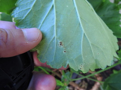 Puccinia pelargonii-zonalis
