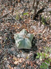 Astrophytum myriostigma