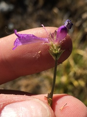 Penstemon heterodoxus