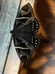 Eupalamides cyparissias