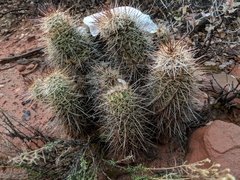 Echinocereus engelmannii fasciculatus