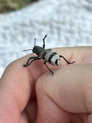 Aegorhinus phaleratus