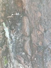 Geomalacus maculosus