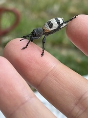 Aegorhinus phaleratus