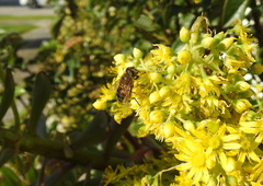 Eristalis similis