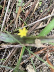 Hypoxis curtissii
