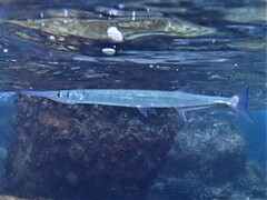 Tylosurus crocodilus