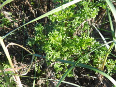 Artemisia campestris maritima