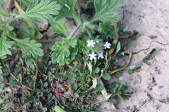 Glandularia quadrangulata