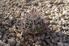 Ferocactus emoryi