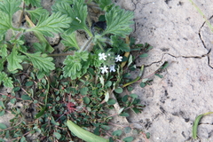 Glandularia quadrangulata