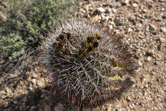 Ferocactus emoryi