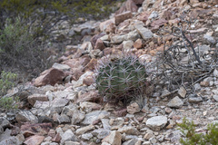 Ferocactus emoryi