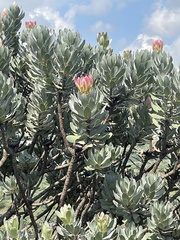 Protea roupelliae roupelliae