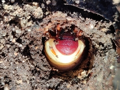 Oryctes nasicornis