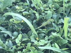 Anolis carolinensis