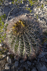 Ferocactus emoryi