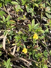 Stylosanthes