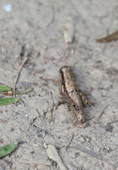 Paraidemona