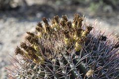 Ferocactus emoryi