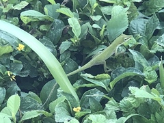 Anolis carolinensis