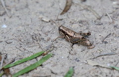 Paraidemona