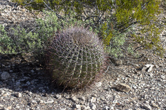 Ferocactus emoryi