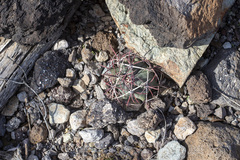 Ferocactus emoryi
