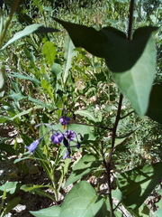 Solanum dulcamara