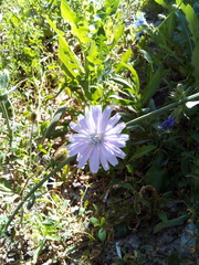 Cichorium intybus