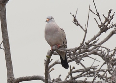 Columbina cruziana