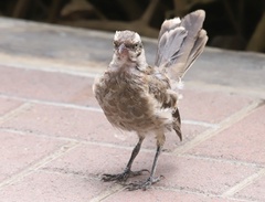 Mimus longicaudatus