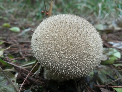 prášnica bradavičnatá (Lycoperdon perlatum)