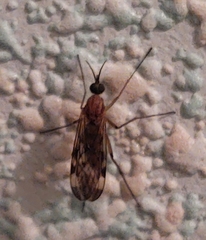Sylvicola