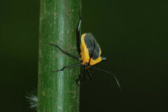 Laminiceps lutescens