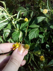 Geum aleppicum