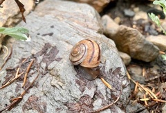 Oreohelix