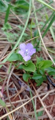 Ruellia hypericoides