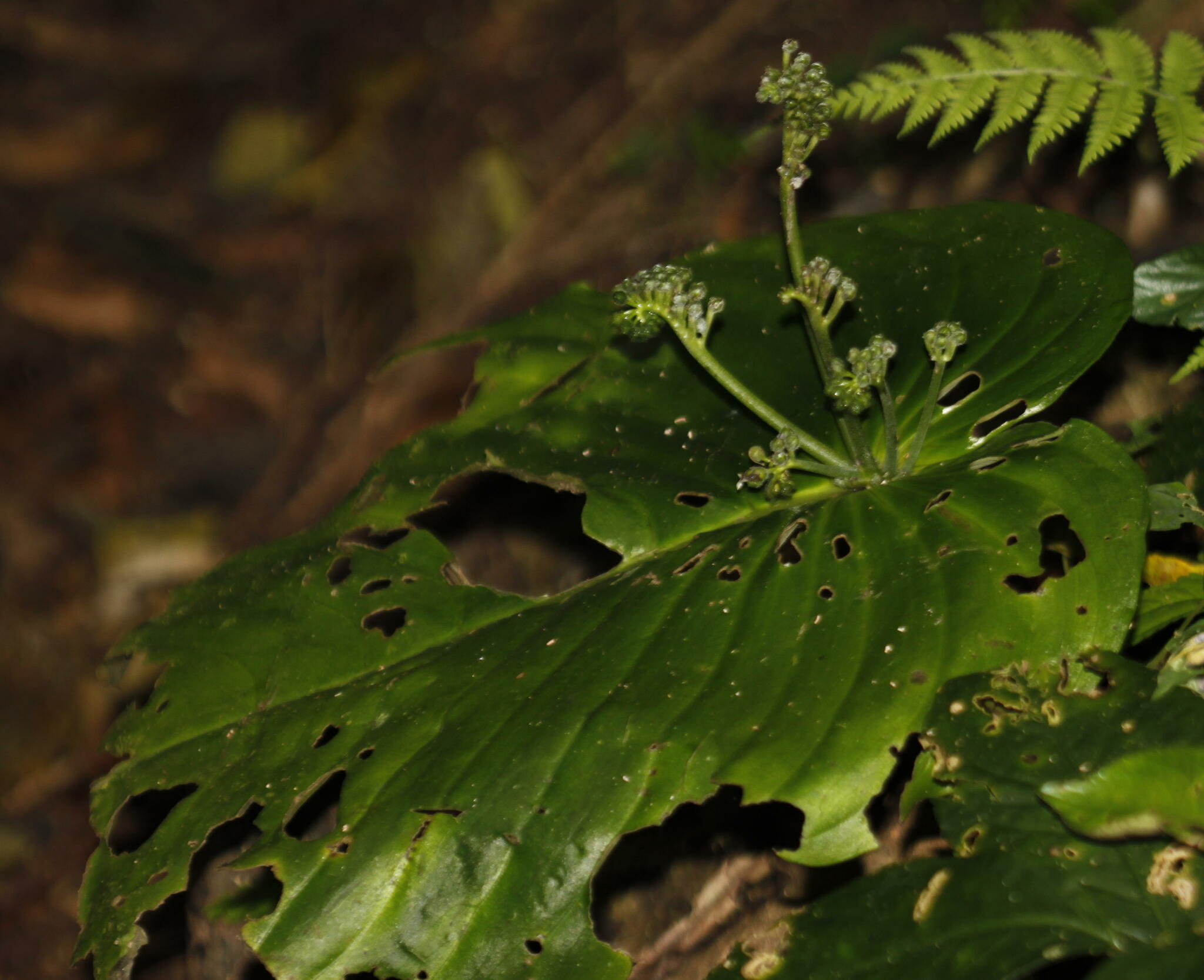 Monophyllaea leuserensis