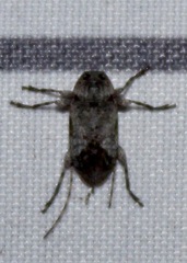 Sternidius mimeticus